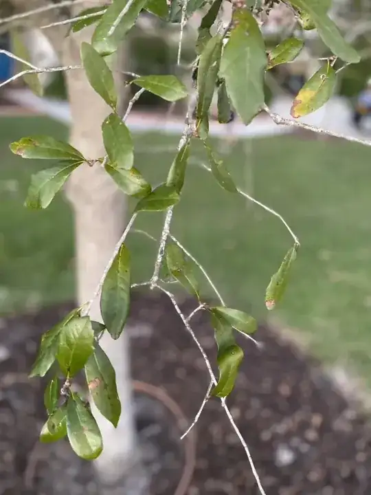oak leaf