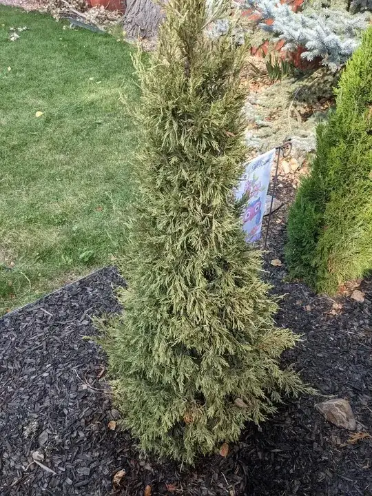 unhealthy tree