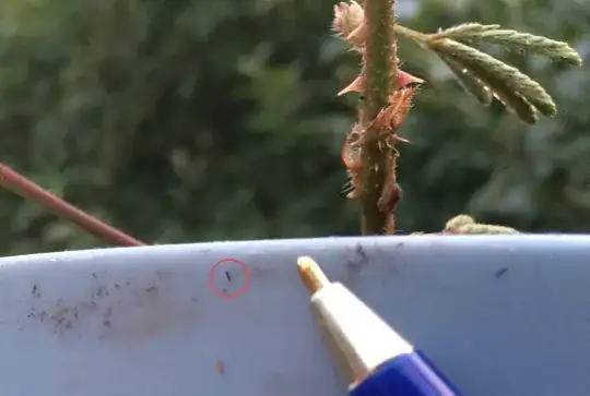 bug and pen