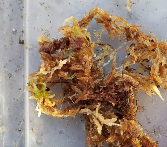 RE-hydrated New Zealand long-fibered sphagnum moss