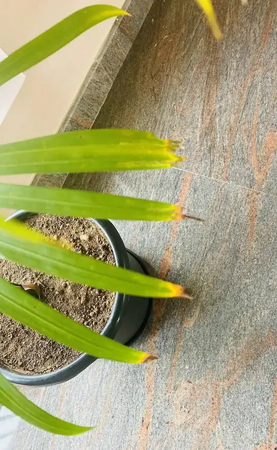 Corner leaf