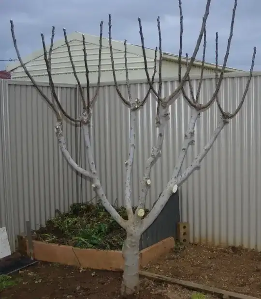 Ficus carica