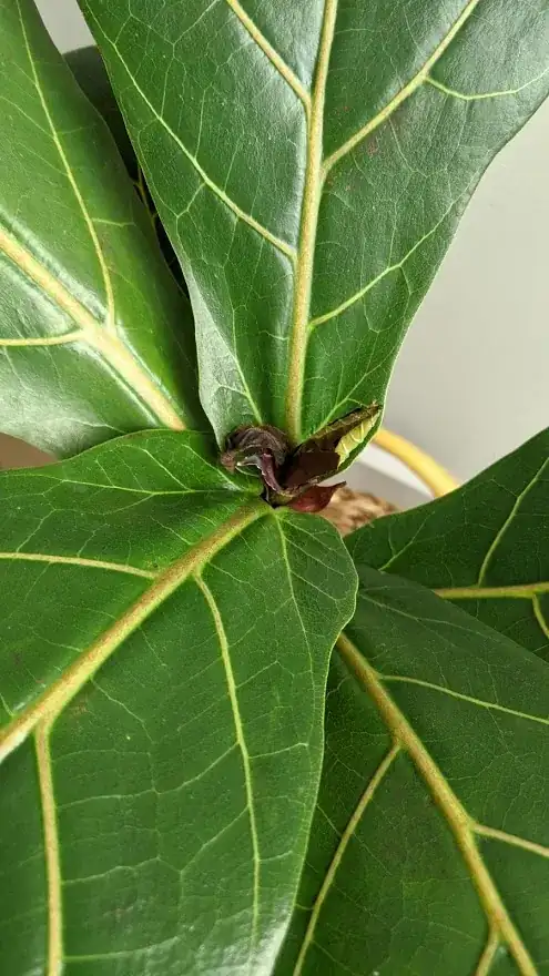 New leaf starting to unfold