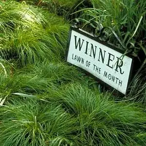 Carex divulsa at San Marcos Growers