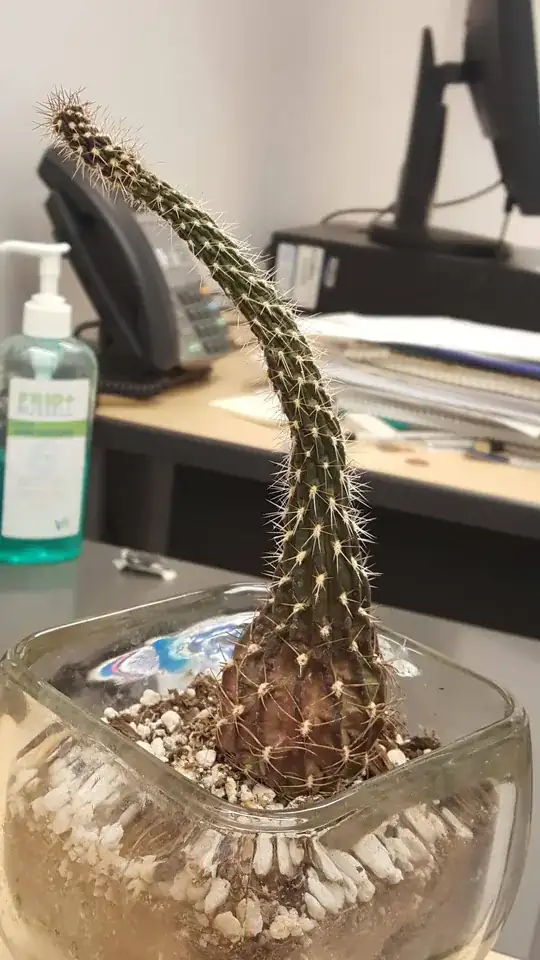 My new cactus.