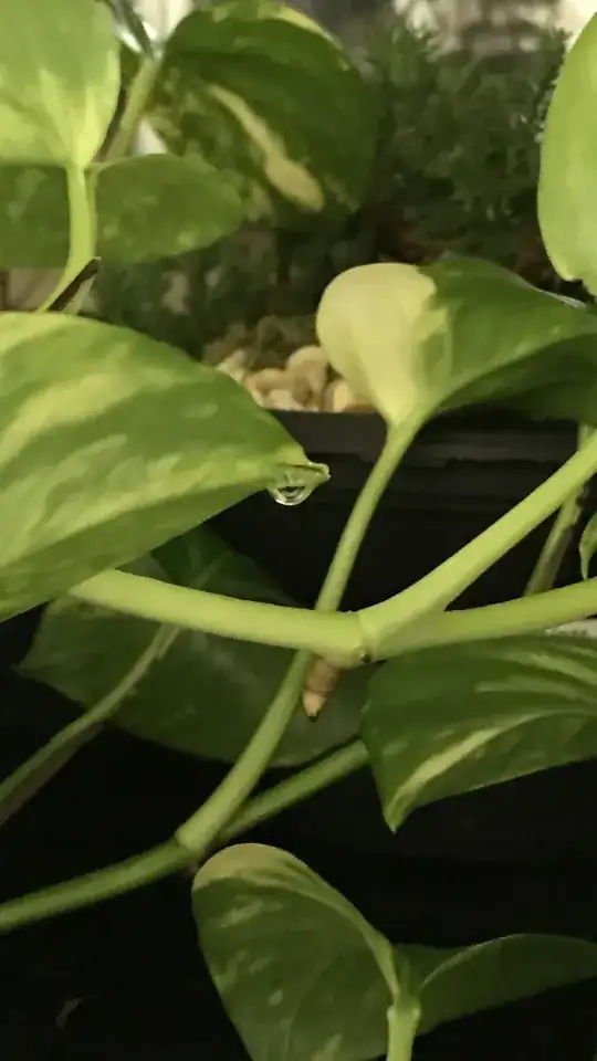 plant1
