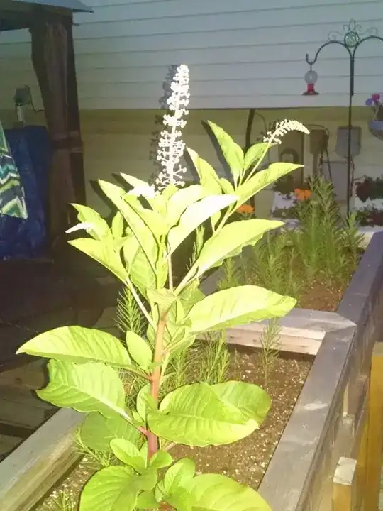 What is this?