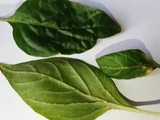 Leaf damage