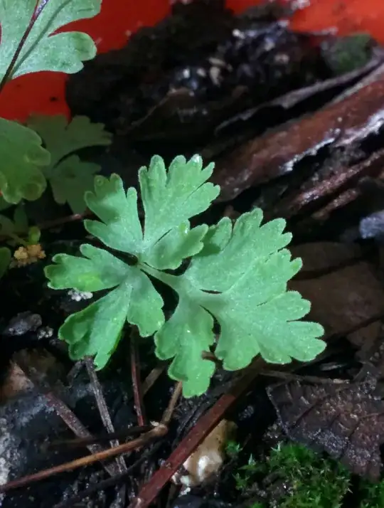 first plant