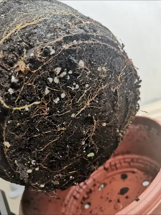 the soil is packed because I picked it after watering