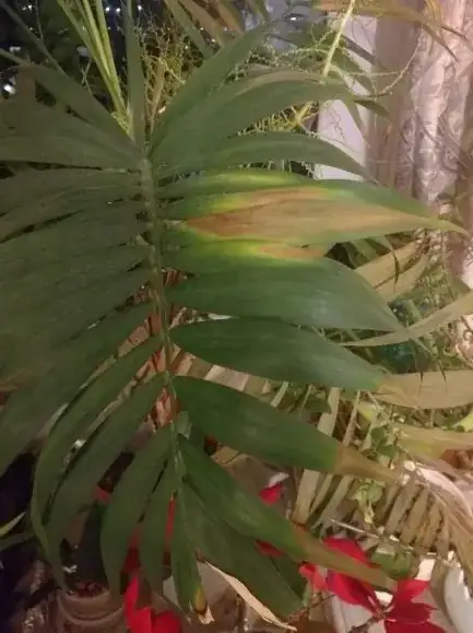 weird spot browning