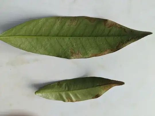 leaf1