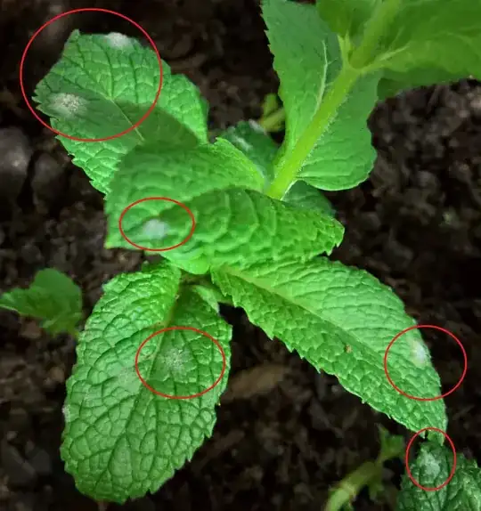 mint leaves with some white spots