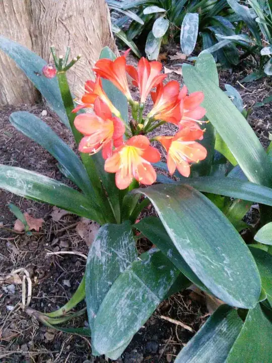 clivia