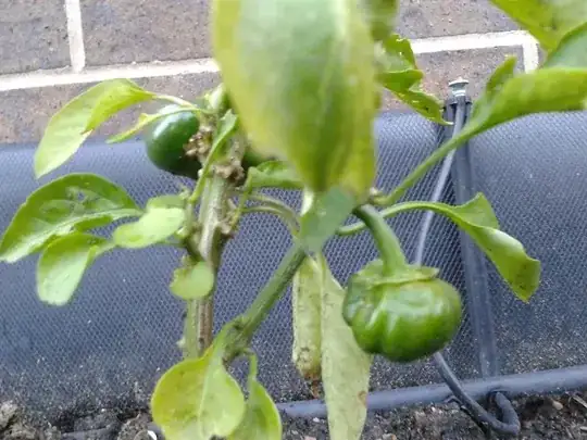 Bell Pepper