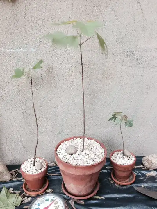 1-year-old children of the 20+ year-old Maple that grows out from under the concrete next to my yard, freakishly thriving in urban dirt/rubble.