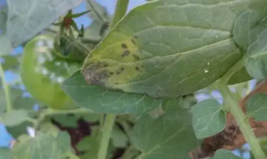 Plant 2