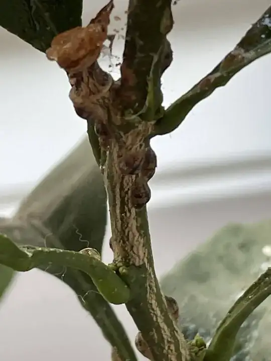 stem with bugs