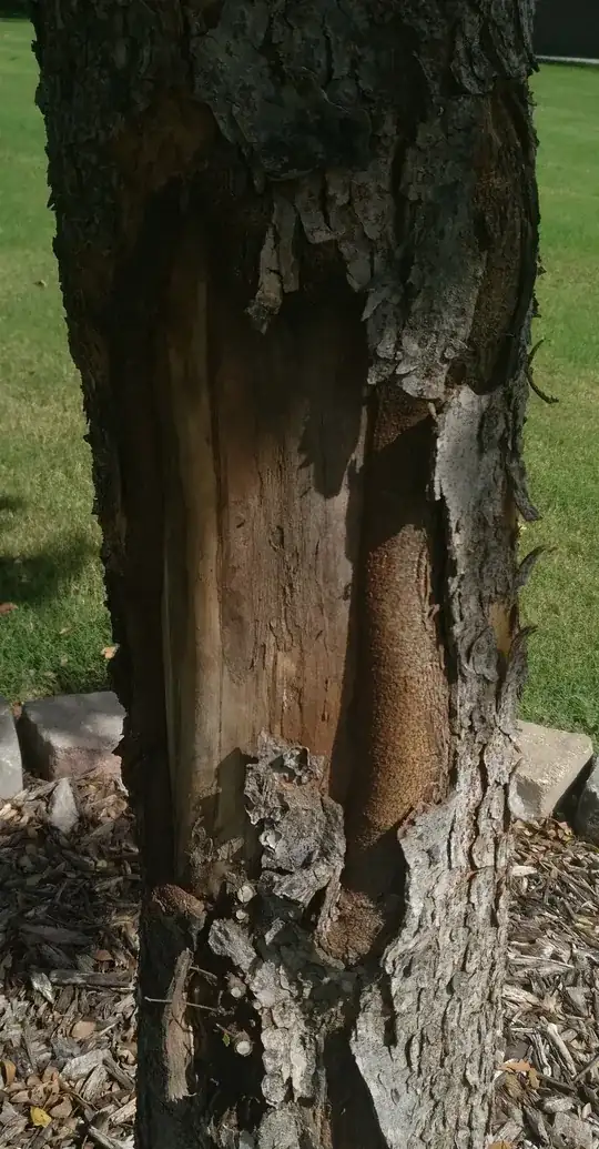 Close tree damage