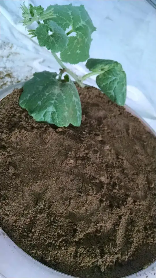 Replanted