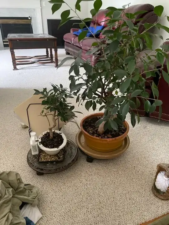 mytrees