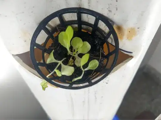 Lettuce leaves losing color