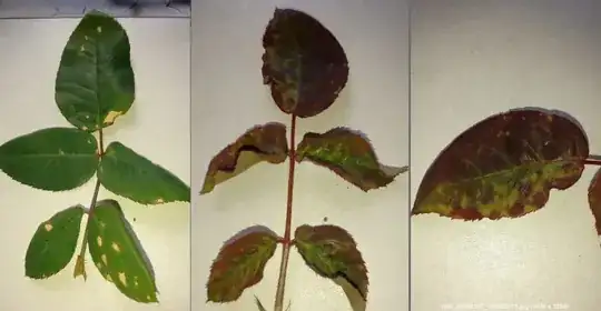 rose disease