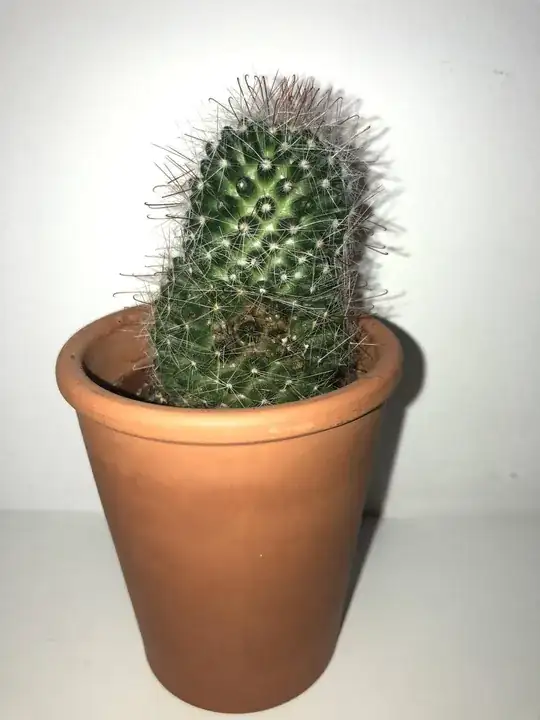 Weird spots on my cactus