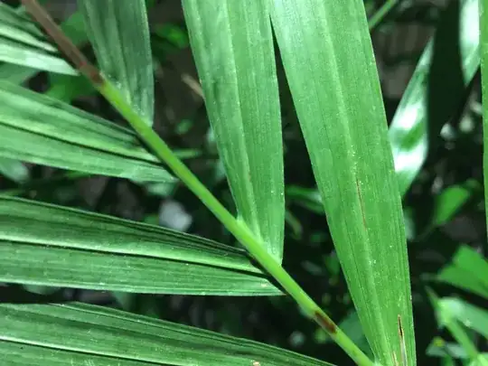 Areca Palm white eggs