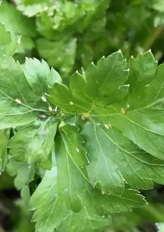 Yellow insects on parsley
