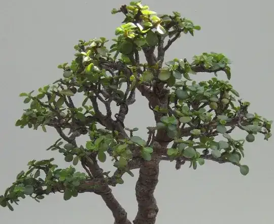 Portulacaria Afra