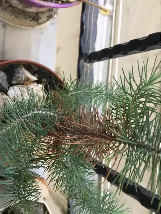 pine
