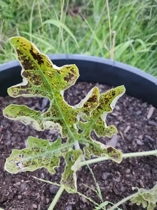 Closeupof leaves