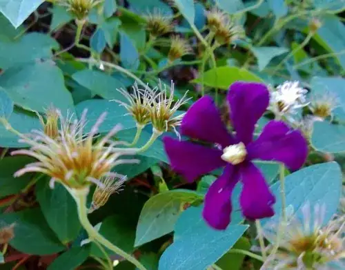 Flower close-up