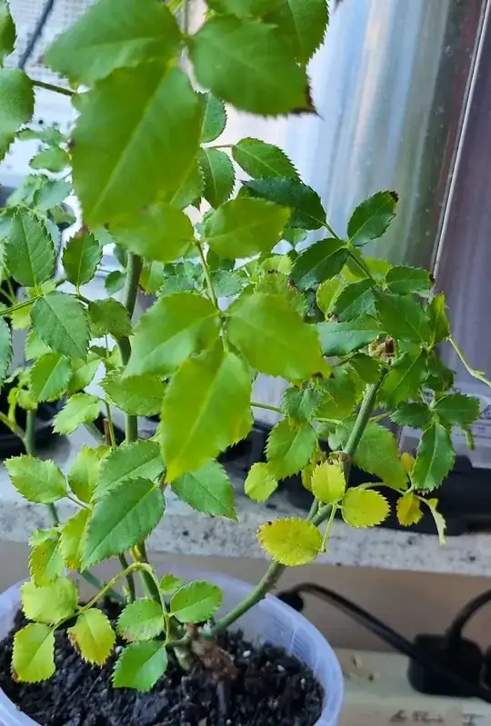 rose leaf edges became brown