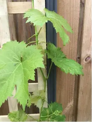 newer leaves