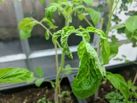 Leaves are curling upwards