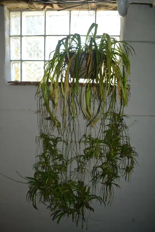 Spider Plant with offsets