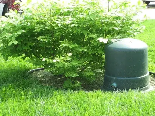 Dwarf Burning Bush