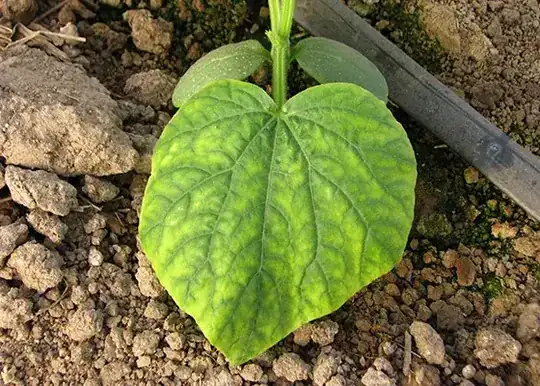 magnesium deficiency cucumber
