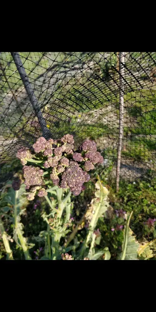 romanescu