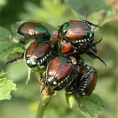 japanese beetles on sunchokes