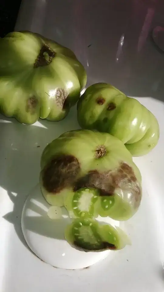 tomatos
