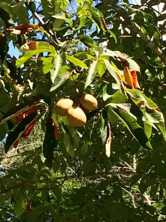 citrus tree cutting