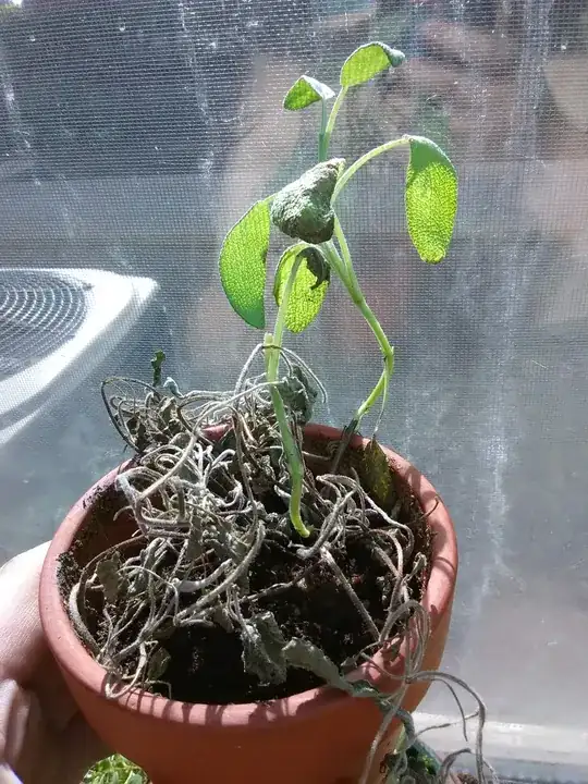 Forsythia - bushy at the top/ends, leggy at the bottom