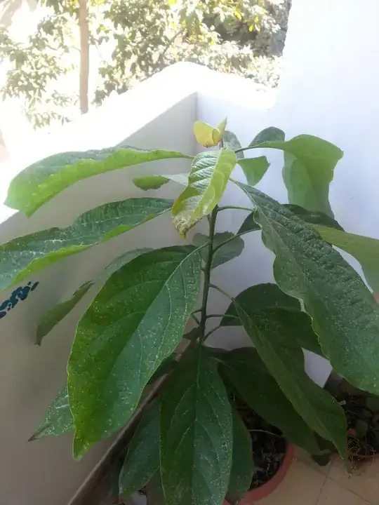 The avocado tree from above