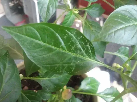 the white thing on the upper surface