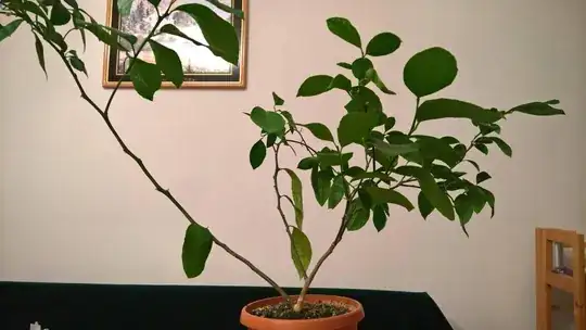 Orange tree
