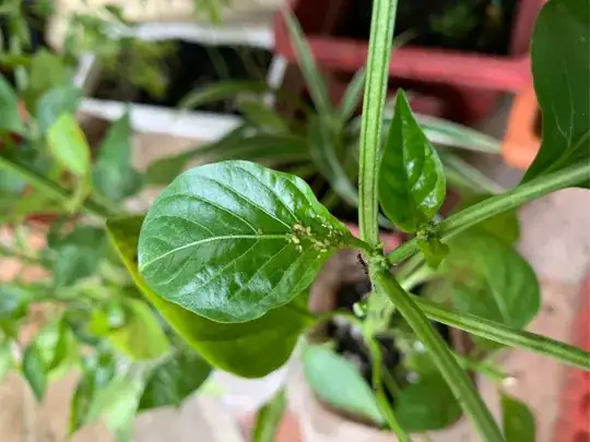 Above the leaf of the bell pepper plant