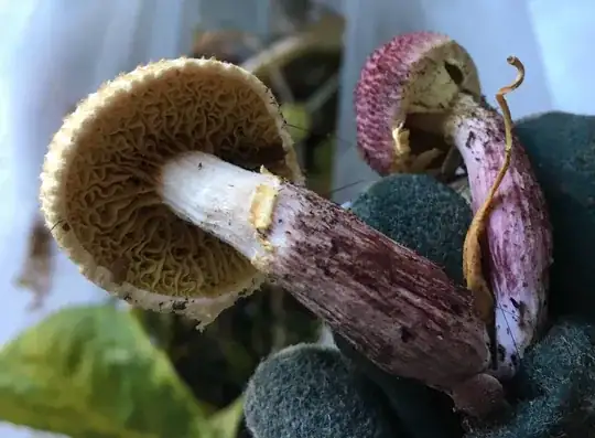 Purple mushroom
